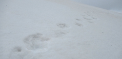 Bärenspuren im Schnee.