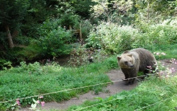 Ein Bär beobachtet die Besucher, der andere badet im Hintergrund