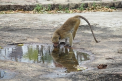 Auch Affen gibt es in Dambulla zu sehen.