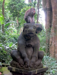 Ein Affe im Monkey Forest.
